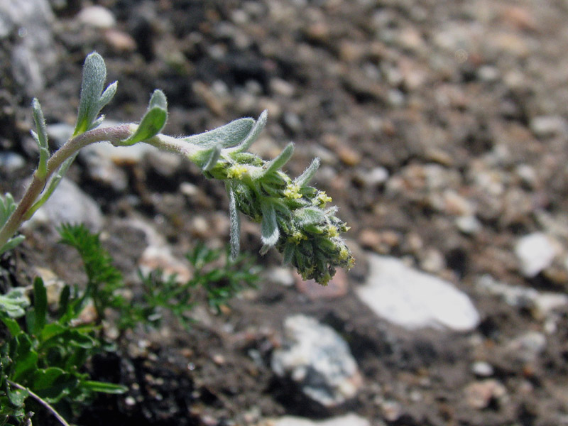 Artemisia genipi Weber / Genip maschio